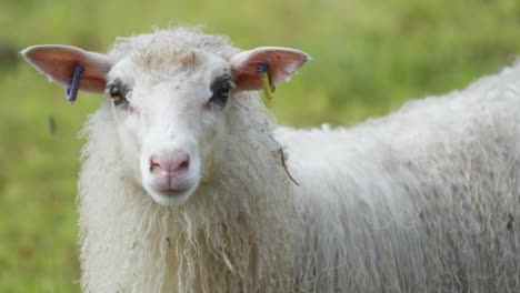 a close-up shot of a white wooly sheep on the blurry green background