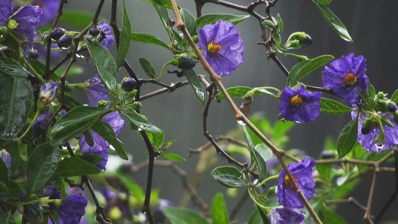 flores de color azul púrpura con gotas de lluvia cayendo sobre ellas y salpicando, tranquilas imágenes de fondo meditativas