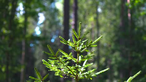 green christmas tree in spider web in summer forest