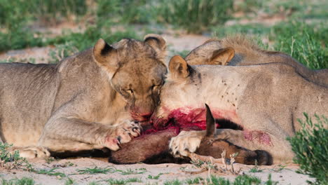 Leonas-Comiendo-Presas-Jóvenes-De-ñu-En-Masai-Mara,-Sudáfrica