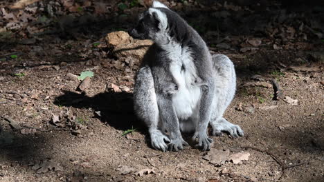 lemur with grey fur is sitting on dirt in a forest and looks around him, zoo observation