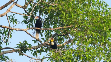 Bathing-under-the-morning-sun-after-feeding-in-the-morning-then-they-both-fly-away-towards-the-camera,-Wreathed-Hornbill-Rhyticeros-undulatus-Male-Female,-Thailand