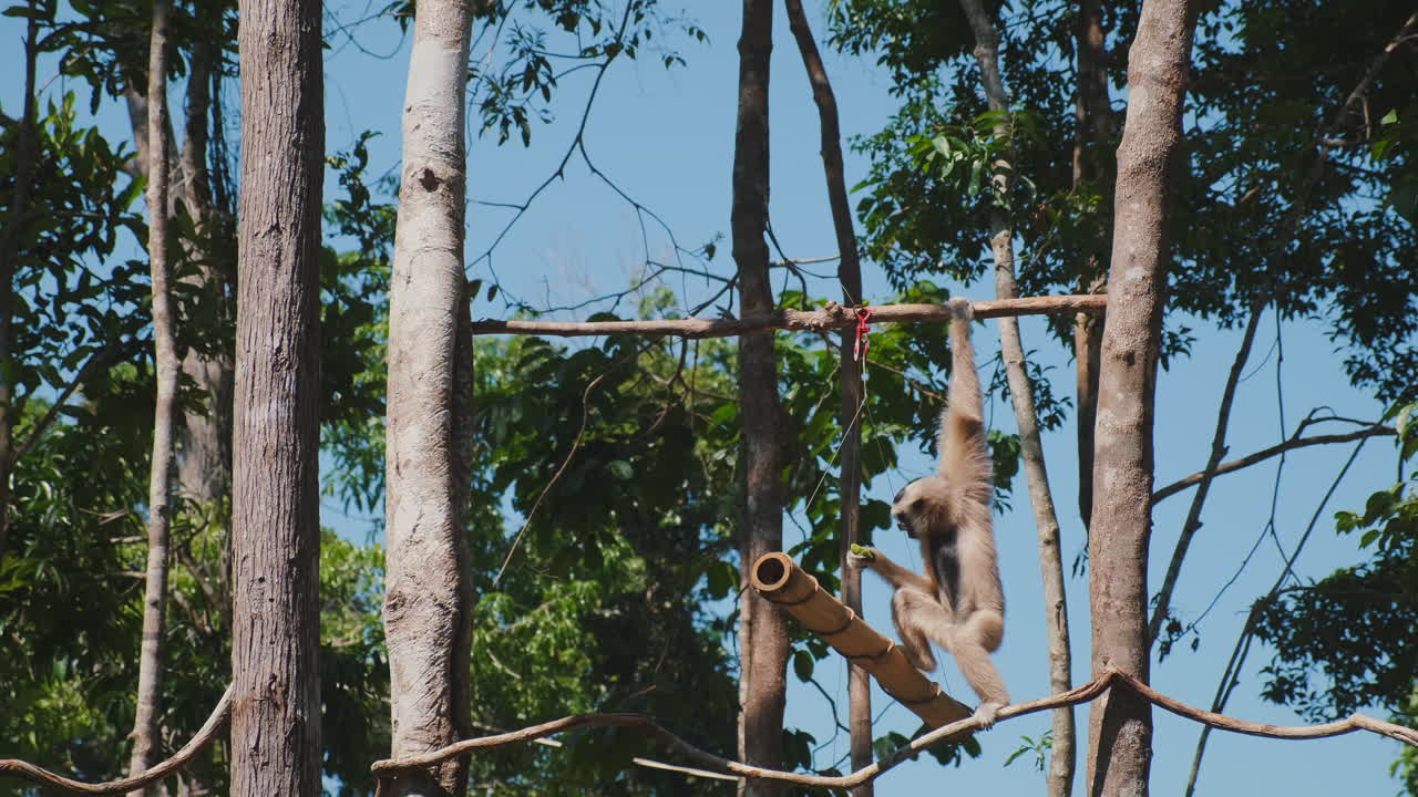 Gibbon in a forest