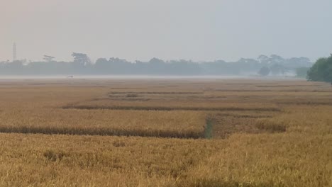 Fotografía-Panorámica-Del-Establecimiento-Del-Vasto-Campo-De-Arroz-Amarillo-En-Sylhet,-Bangladesh