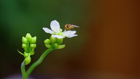 Vídeo-Macro:-Mosca-Flotante-Amarilla-Sobre-Flores-De-Venus-Atrapamoscas,-Saboreando-Néctar-Y-Recubierta-De-Polen,-Aislada-Con-Espacio-De-Copia