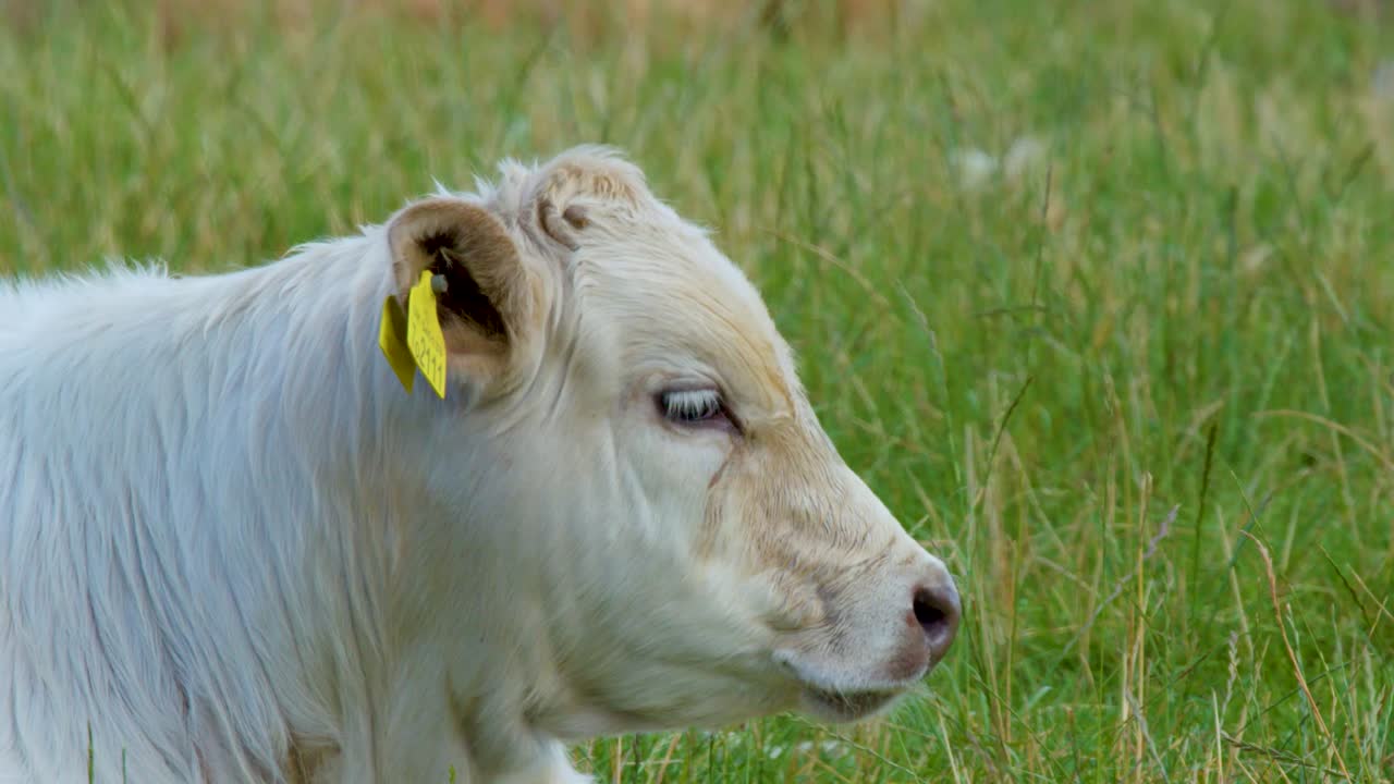 Un giovane vitello bianco con cartellini auricolari riposa serenamente in un rigoglioso campo verde