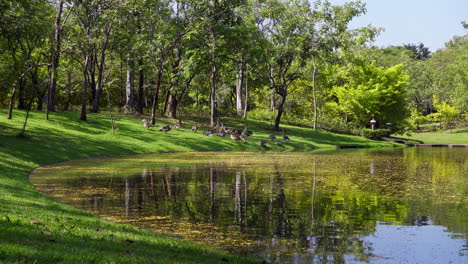 Ruhige-öffentliche-Parkszene-Mit-Teich,-üppigem-Rasen-Und-Gänsen,-Die-An-Einem-Sonnigen-Tag-Nach-Nahrung-Suchen