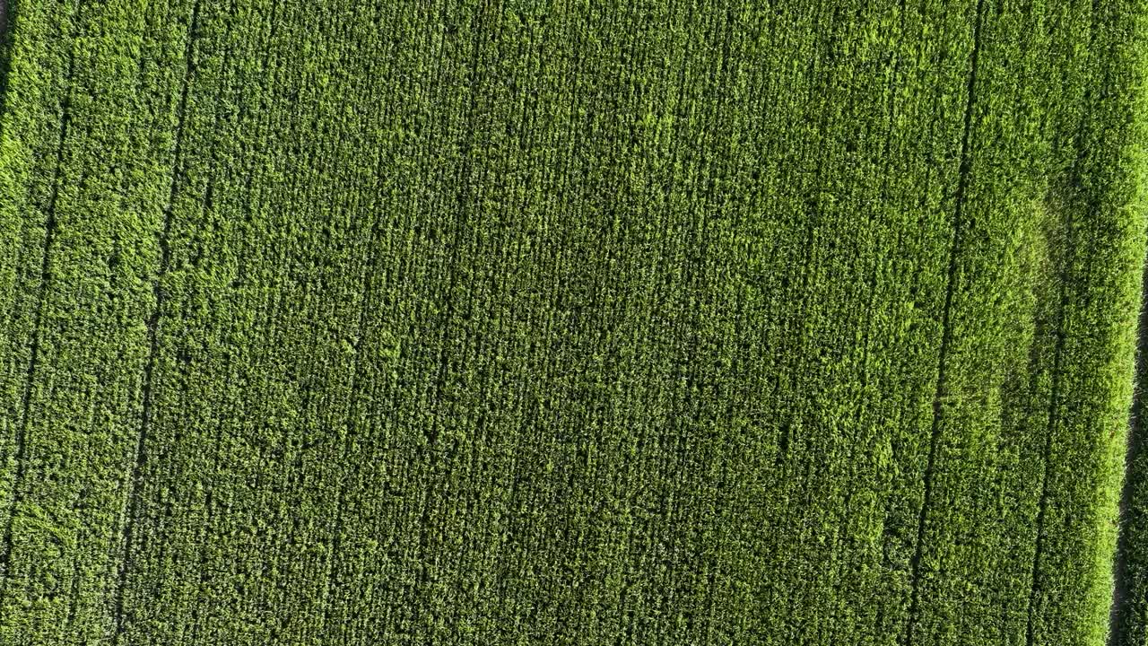 Aerial top-down drone footage of lush green agricultural grass field in Denmark, with blades rippling gently in the wind under soft daylight