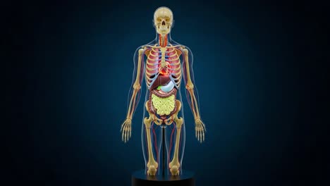 a detailed anatomical model illustrating the human skeletal, muscular, and organ systems for educational purposes and medical understanding