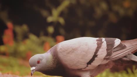 Duck-sleeping-close-the-river.-extreme-closeup-shot