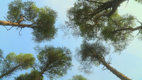 árboles altos siluetados contra el cielo de verano con vista giratoria lenta hacia arriba