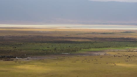 plains of the ngorongoro natural preserve tanzania africa with assorted animals including wildebeest, aerial wide angle shot