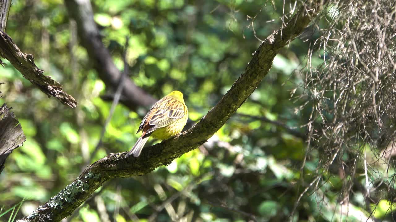 뉴질랜드에서 나무에 자리 잡은 yellowhammer 노란색 passerine 새