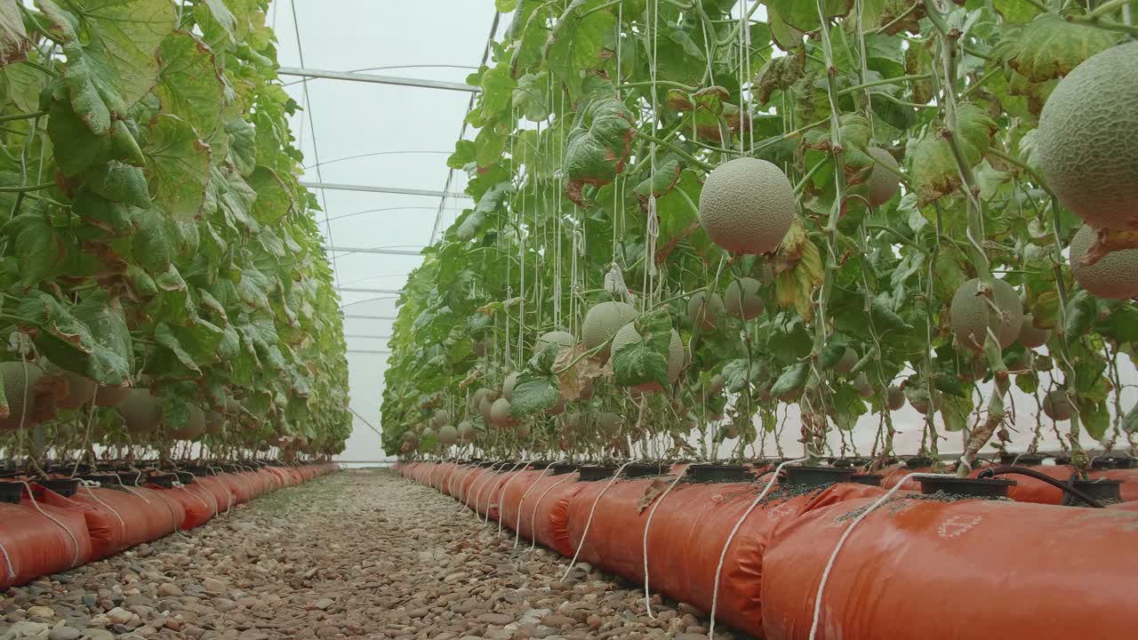 Green Melons Or Cantaloupe Melons Plants Growing In The Greenhouse