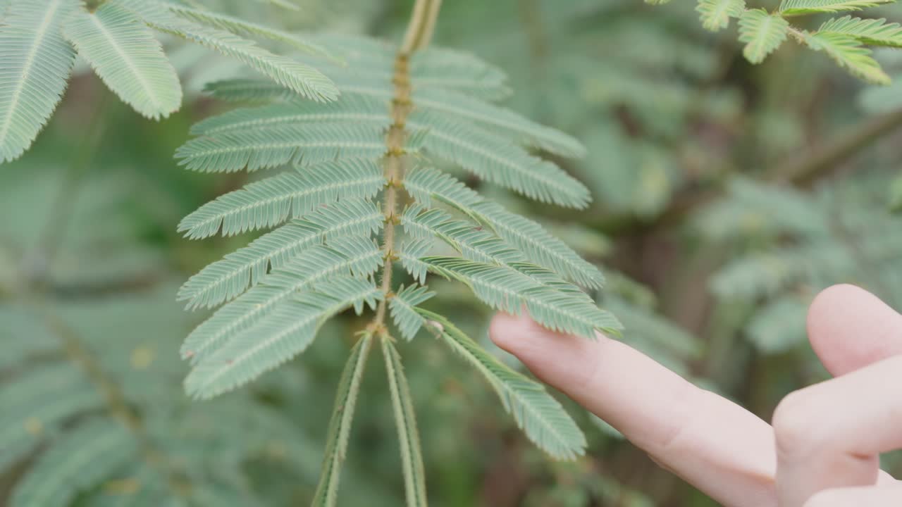 Green Mimosa plant touched by a woman's hand