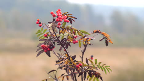 close up common rowan plant wild red berries blurred nature background