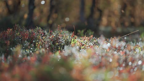 Miniature plants, grass, moss, and lichen beaded with dew in the colorful autumn forest undergrowth