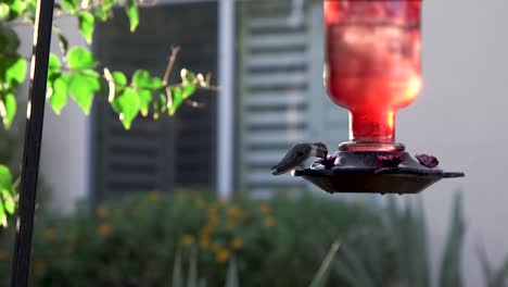 a hummingbird approaches a red glass garden hummingbird feeder