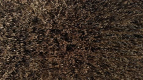 4k drone stock footage with top view of harvested brown rice field with fast speed and motion blur