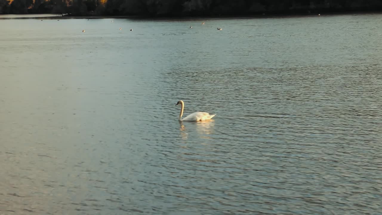 Swan swimming in Arnhem. Arnhem is a city in the Netherlands.