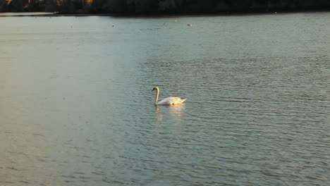 swan swimming in arnhem. arnhem is a city in the netherlands.