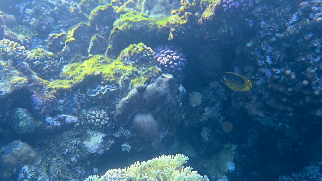 Close up of diagonal butterflyfish swimming near a coral reef