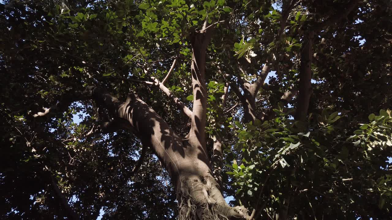 acercándose a tronco de árbol de ficus alto con raíces aéreas, avance en cámara lenta