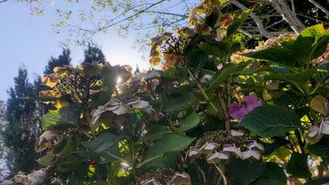 Llamarada-Solar-En-Cámara-Lenta-Alcanzando-Su-Punto-Máximo-A-Través-Del-Arbusto-De-Hortensias-En-Un-Día-Caluroso-Y-Soleado-En-El-Reino-Unido