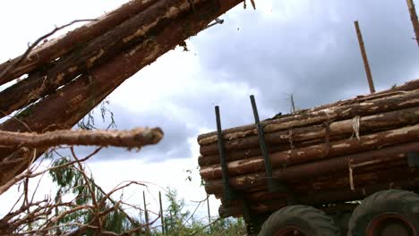 cargador descargando la carrocería del camión llena de troncos. carga de troncos de pino en las tala de madera.