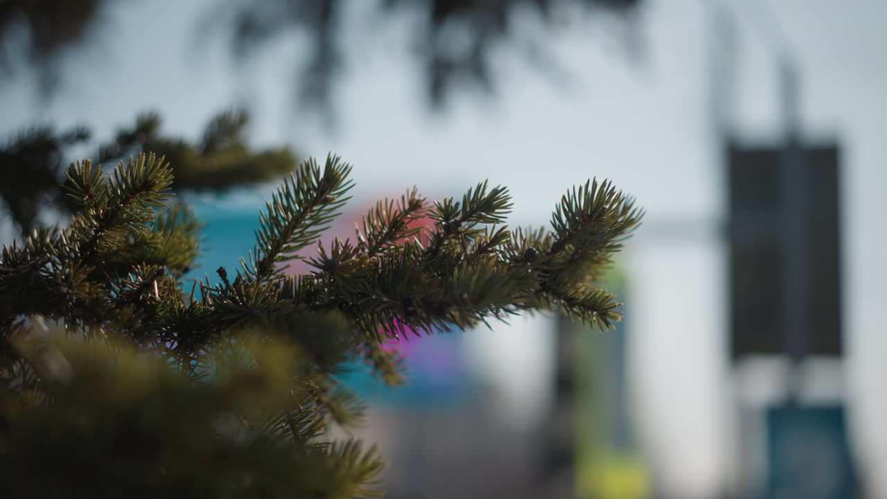 close up frost covered pine branch under soft winter light delicate ice crystals on needles glistening blurred city skyline in background creating serene cold winter mood and atmospheric depth