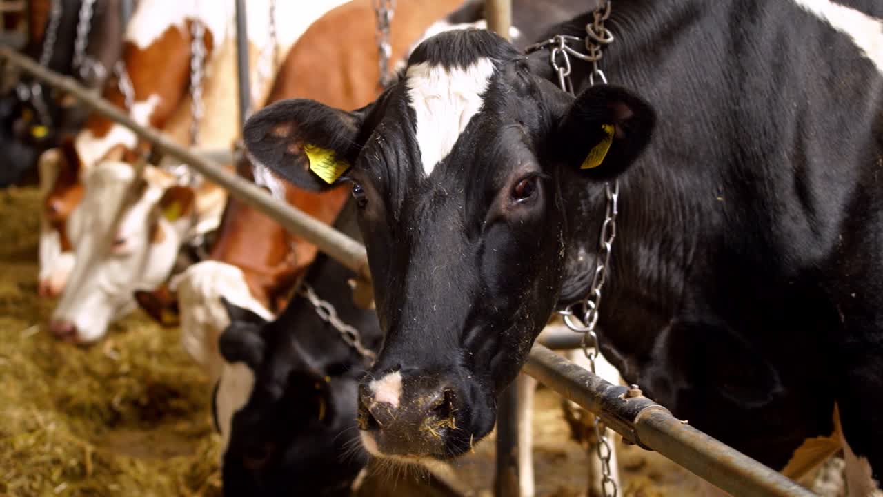 Mucca in una fattoria lattiero-casearia. Moderna stalla agricola con mucche da latte che mangiano fieno.