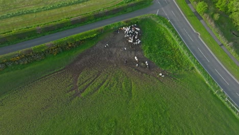 Tilting-Establishing-Shot-Of-A-Herd-Of-Cows,-Scotland