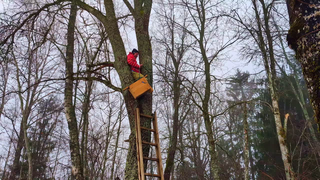 un hombre que usa una escalera para trepar a una bifurcación en un árbol para montar una gran caja de anidación de madera