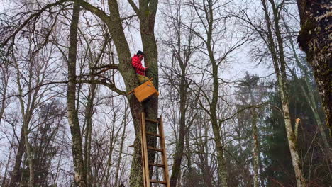 A-man-using-wooding-ladder-to-climb-to-fork-in-tree-to-mount-large-wooden-nesting-box