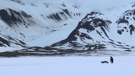 Zwei-Königspinguine-Laufen-Und-Gleiten-über-Schnee-Mit-Bergen-Im-Hintergrund