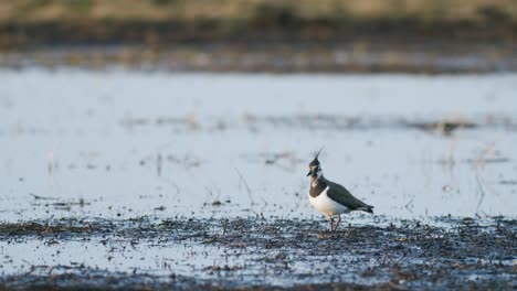 lapwing bird feeding during spring morning wetlands flooded meadow