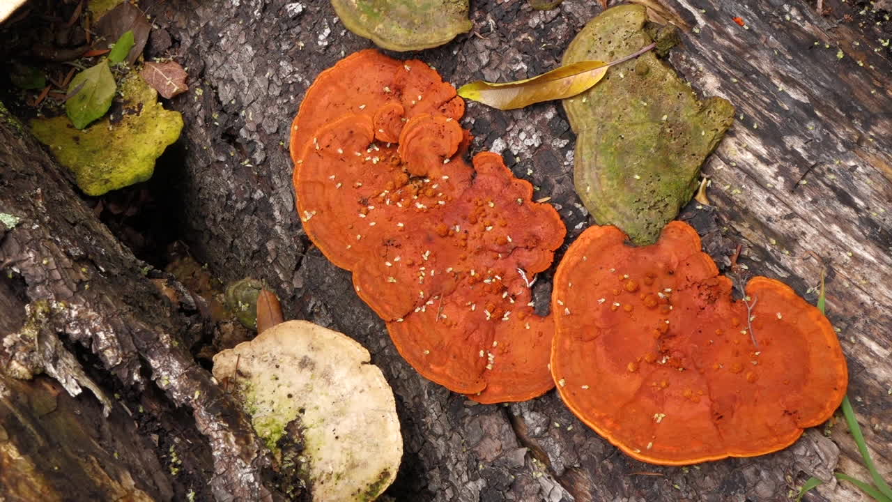 Orange Mushrooms on a Log
