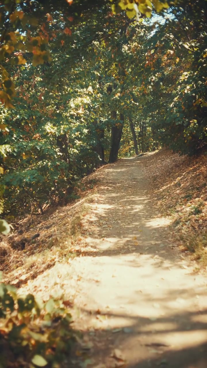 Una ripresa video verticale nostalgica, che segue fluidamente un sentiero sterrato tortuoso in una fitta foresta verde, illuminata dalla calda luce solare che filtra attraverso la chioma degli alberi in una giornata estiva