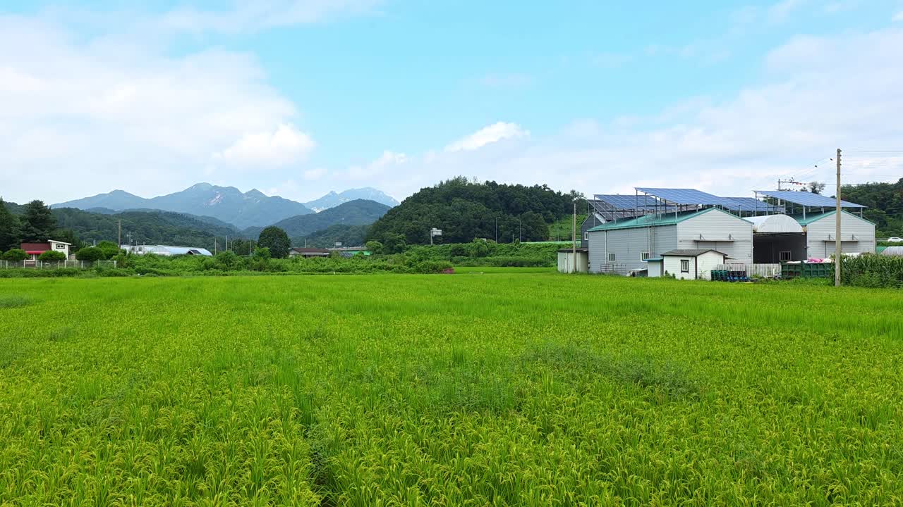 Wide landscape shows lush rice paddies leading up to modern agricultural facility with solar panels, nestled among green hills and blue sky in Gapyeong countryside, South Korea