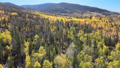 birds eye view drone following the changing season of the leaves in northern colorado