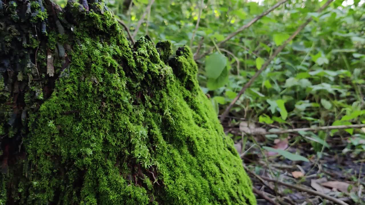 hierba verde en la raíz muerta del árbol de coco