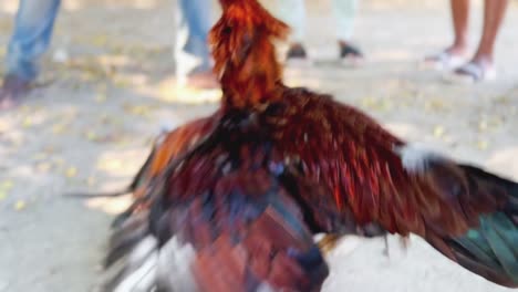 close-up view of cruel cock fighting