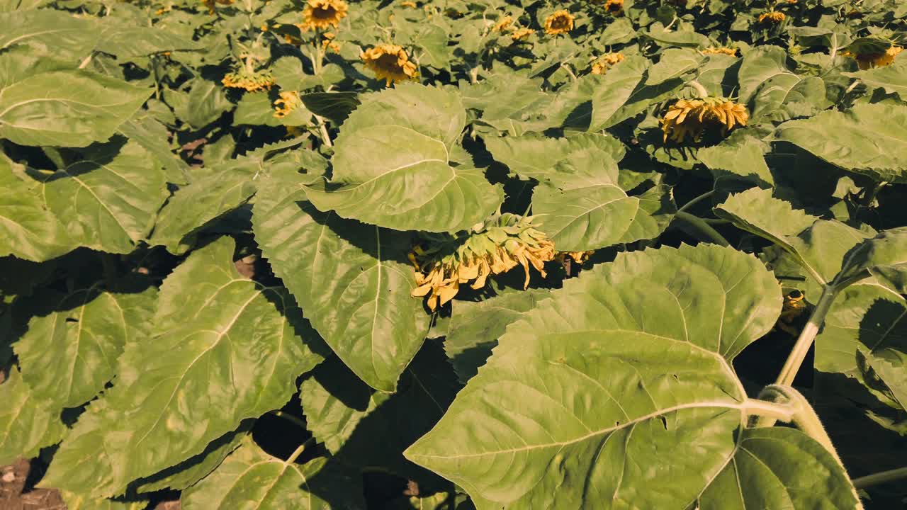 campo agrícola de girasoles. disparar en el verano en el campo.