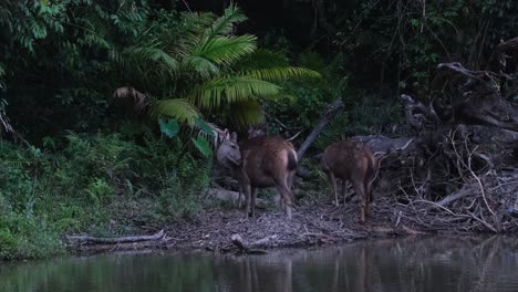 Seen-grooming-themselves,-licking-and-cleaning-up-before-dark-as-they-are-going-to-rest-at-the-bank-of-the-river