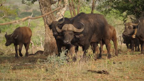 Afrikanische-Büffelherde,-Die-Durch-Savannenbäume-Im-Wildreservat-Spaziert