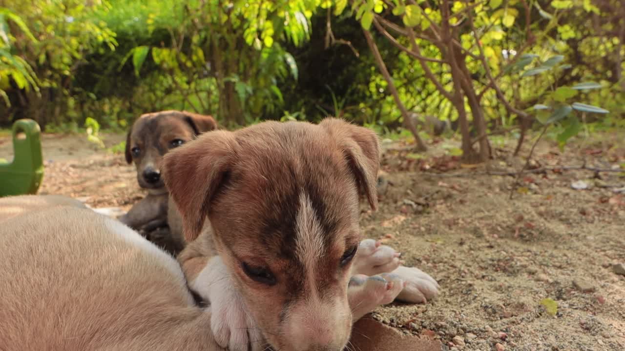 Homeless puppies on the streets of the city.