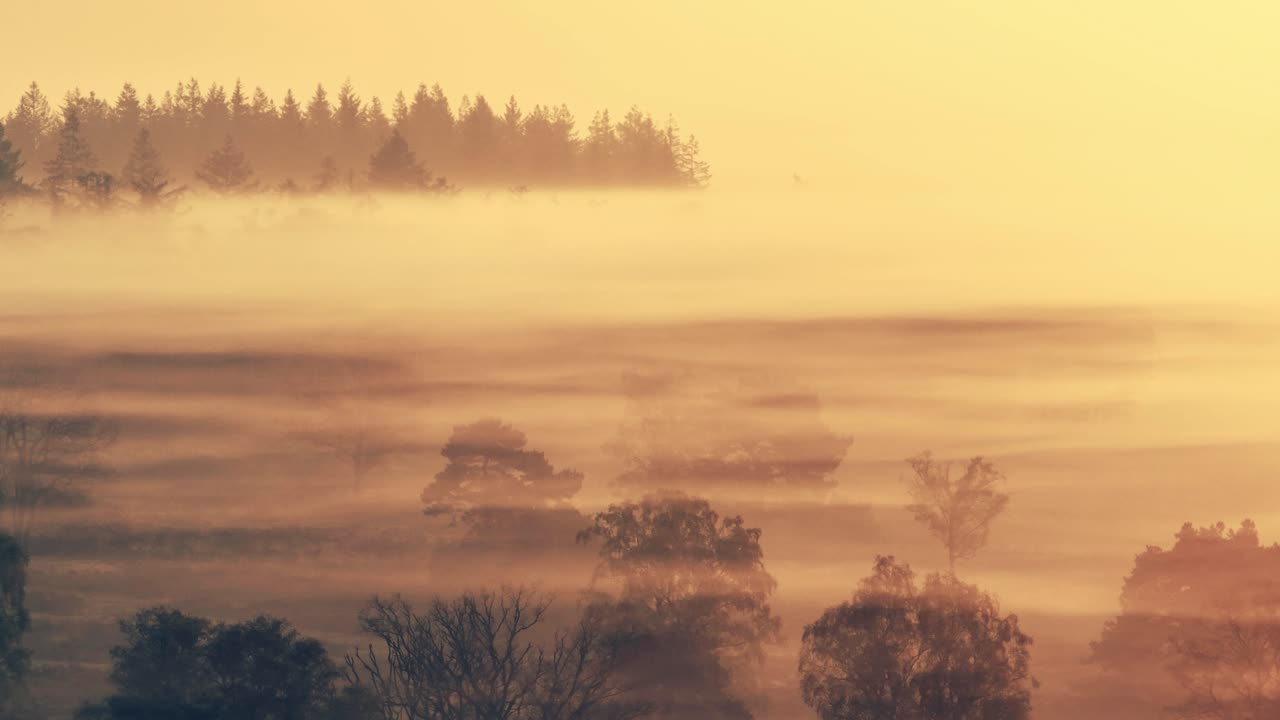 숲 위의 안개가 가득한 해가 뜨는 것