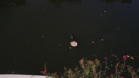 bird eating a pizza in the water