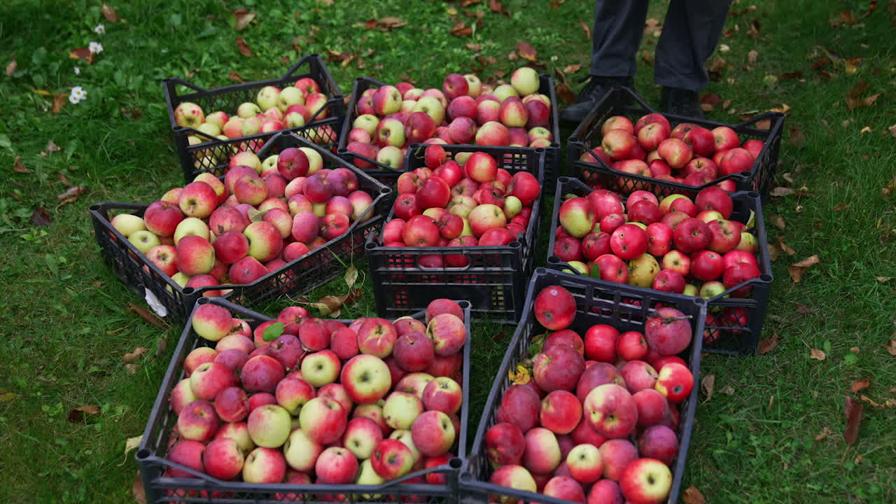 Black plastic boxes filled with red ripe apples on the ground. Man comes up bringing one more box of delicious fruit.