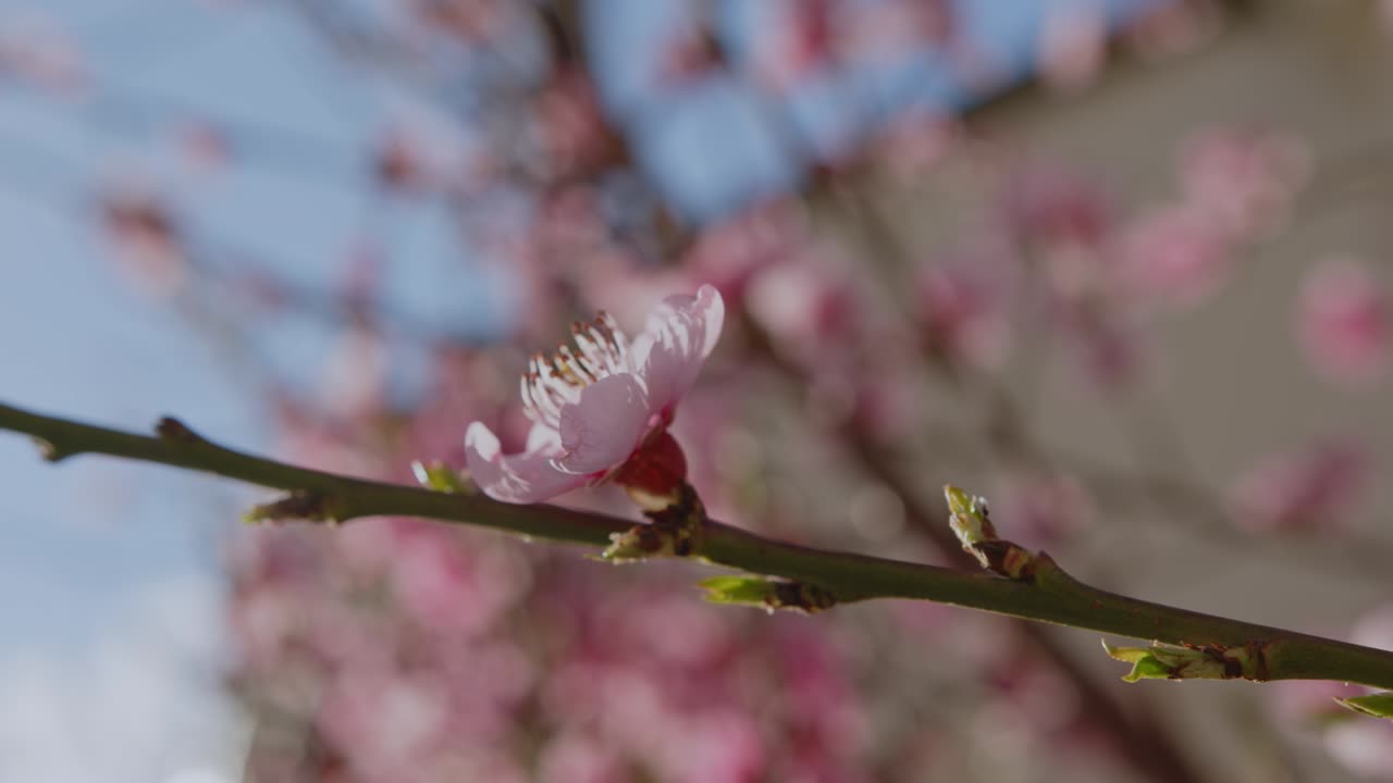 flor de cerezo única en una rama con brotes macro disparado